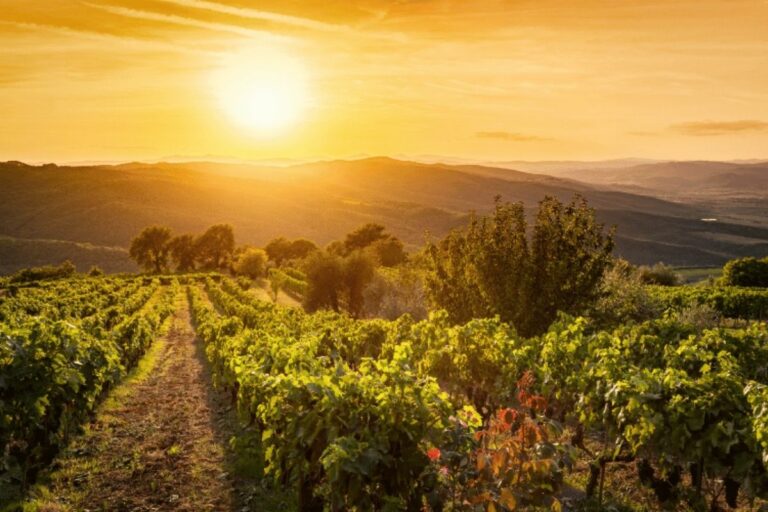 Encanto do enoturismo na Toscana