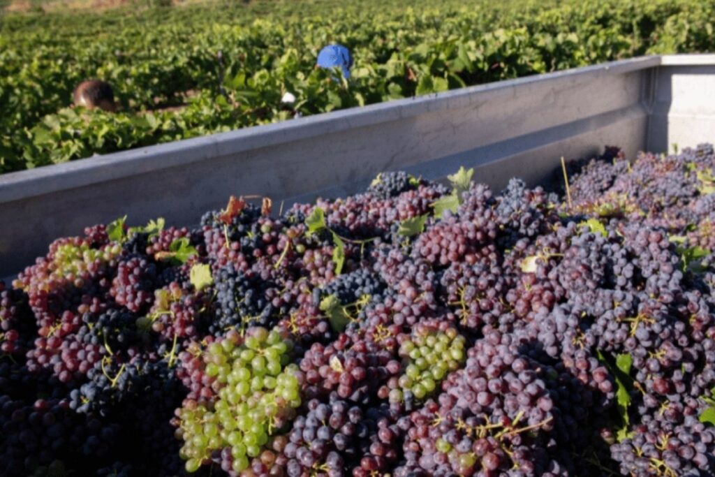 O que esperar em um tour de degustação de vinhos